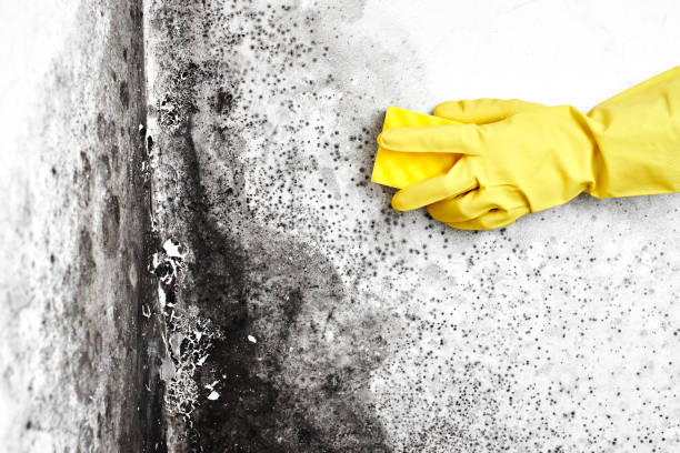 Best Local Mold Removal Service  in Louisville, GA