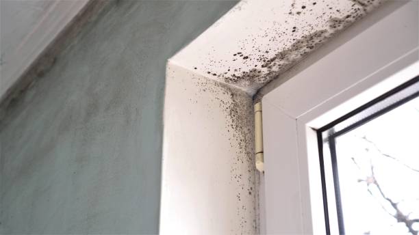 Best Mold Testing  in Louisville, GA