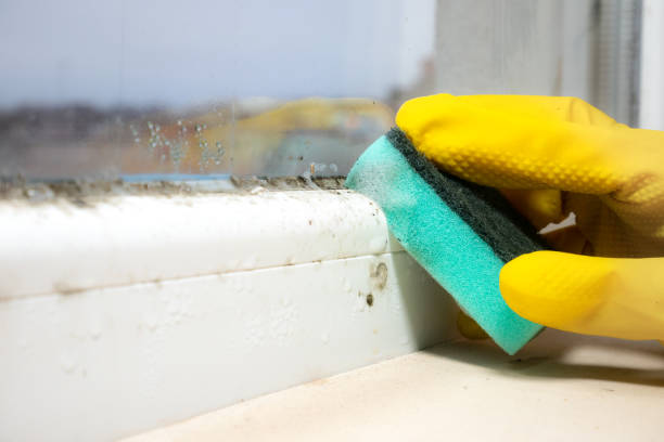 Best Certified Mold Removal  in Louisville, GA