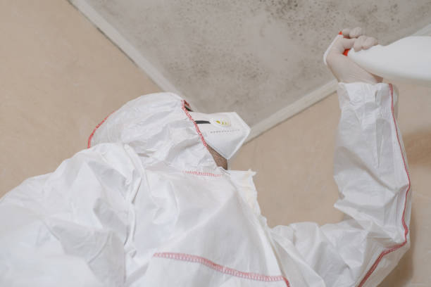 Certified Mold Removal in Louisville, GA