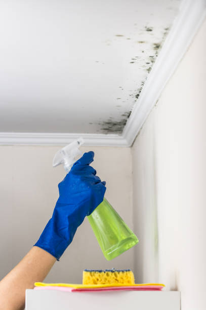 Best Black Mold Removal  in Louisville, GA